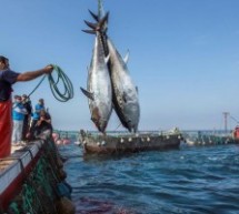 Settore ittico, armatori siciliani chiedono compatti lo stop all’emendamento che prevede l’azzeramento delle quote per la pesca del tonno rosso