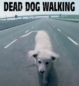 ad_acireale_si_promuove_l_adozione_dei_cani_abbandonati_